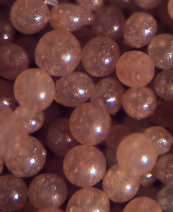 Microencapsulation Services Limited Microscope image